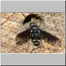 Anthrax anthrax - Trauerschweber 01b.jpg